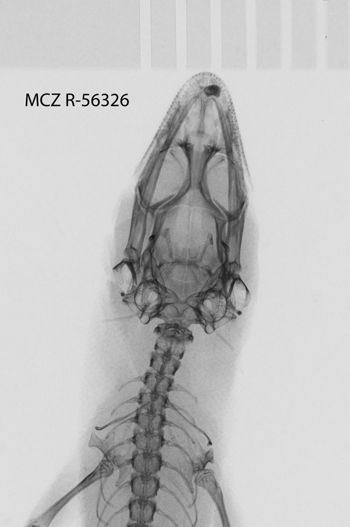 Media type: image;   Herpetology R-56326